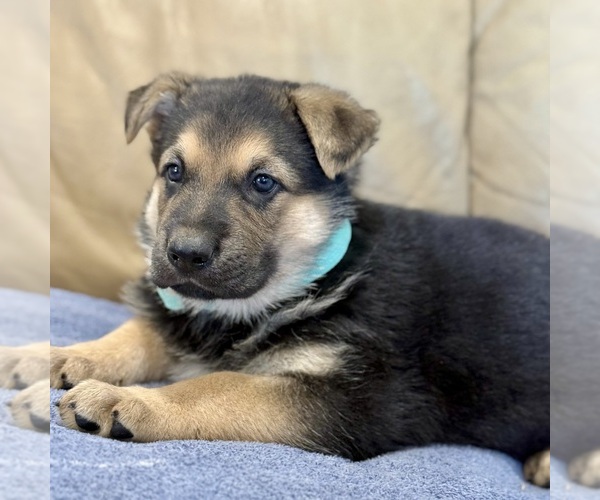 Medium Photo #26 German Shepherd Dog Puppy For Sale in BRIGHTON, CO, USA