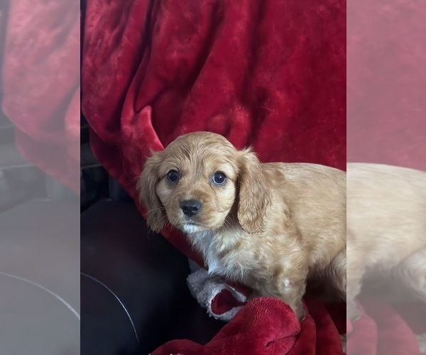 Medium Photo #1 Aussalier Puppy For Sale in MAPLETON, OR, USA