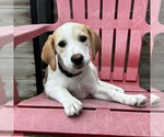 Small Photo #13 Beagle-Colonial Cocker Spaniel Mix Puppy For Sale in Fort Worth, TX, USA