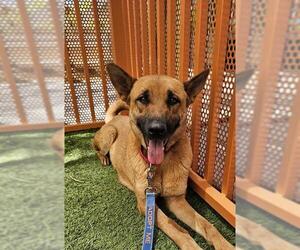 Mutt Dogs for adoption in Las Vegas, NV, USA