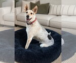 Small Siberian Husky Mix