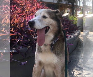 Patch - Male Siberian Husky-Unknown Mix Dog for Adoption - Photo #14