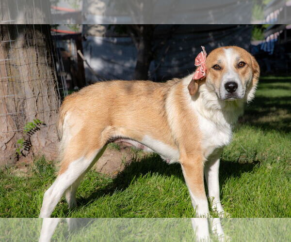 Medium Photo #3 Australian Shepherd-Unknown Mix Puppy For Sale in Sandy, UT, USA