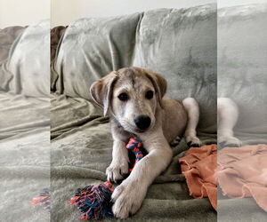 Mutt Dogs for adoption in Cliffwood, NJ, USA