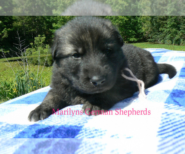 Medium Photo #3 German Shepherd Dog Puppy For Sale in PIEDMONT, MO, USA