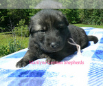 Small #2 German Shepherd Dog
