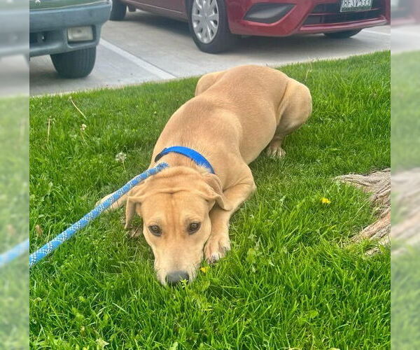 Medium Photo #2 American Staffordshire Terrier-Unknown Mix Puppy For Sale in Dana Point, CA, USA
