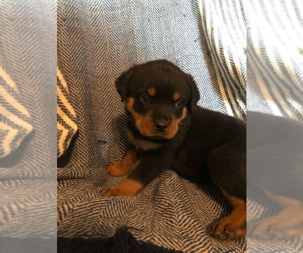 Medium Photo #3 Rottweiler Puppy For Sale in WESLEY, AR, USA