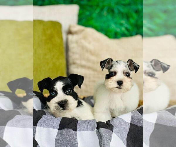 Medium Photo #2 Schnauzer (Miniature) Puppy For Sale in MIAMI, FL, USA