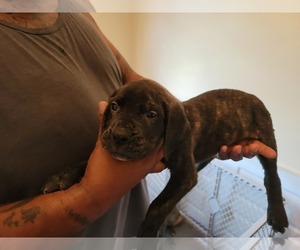 Presa Canario Puppy for sale in SPRING LAKE, NC, USA