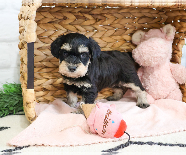 Medium Photo #3 Schnauzer (Miniature) Puppy For Sale in SYRACUSE, IN, USA