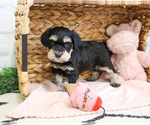 Small #2 Schnauzer (Miniature)