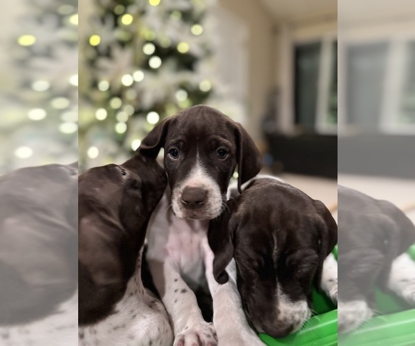 Medium Photo #5 German Shorthaired Pointer Puppy For Sale in LIVINGSTON, CA, USA