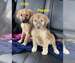 Small #1 Anatolian Shepherd-Great Pyrenees Mix