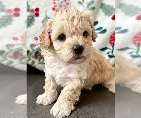 Medium Photo #1 Cavapoo (Miniature) Puppy For Sale in WAUSEON, OH, USA