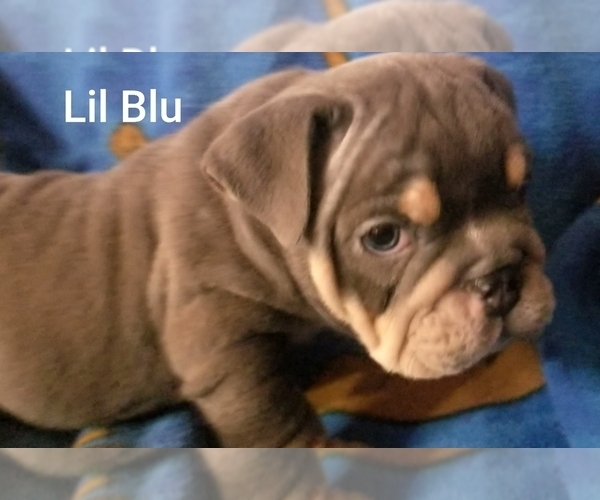 Medium Photo #24 English Bulldog Puppy For Sale in COLUMBUS, OH, USA
