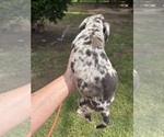 Small #2 Great Dane