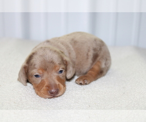 Dachshund Puppy for sale in BLOOMINGTON, IN, USA