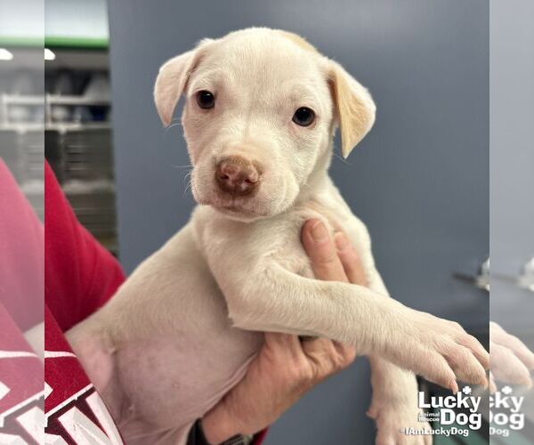 Medium Photo #2 Labrador Retriever-Unknown Mix Puppy For Sale in Washington, DC, USA