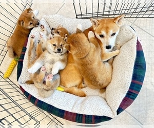 Shiba Inu Dogs for adoption in LAS VEGAS, NV, USA