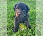 Puppy 6 Labrador Retriever