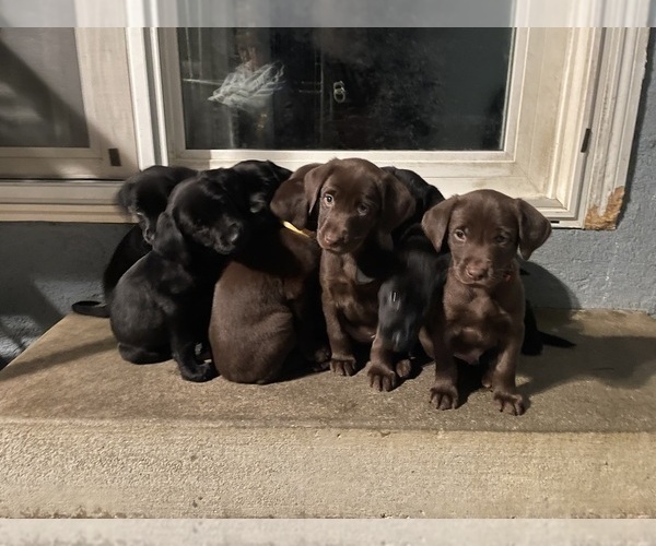 Medium Photo #19 Labrador Retriever Puppy For Sale in REDDING, CA, USA
