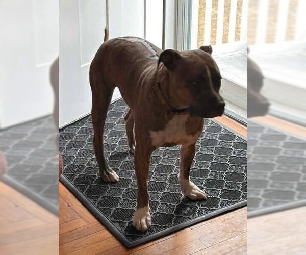 Medium Photo #8 Boxer-Unknown Mix Puppy For Sale in New York, NY, USA