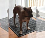 Small #7 Boxer Mix