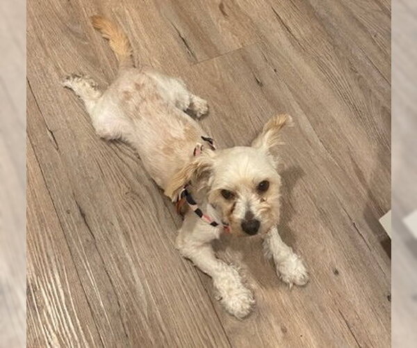 Medium Photo #3 Maltese-Unknown Mix Puppy For Sale in Bellevue, WA, USA