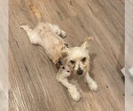 Small #2 Maltese Mix