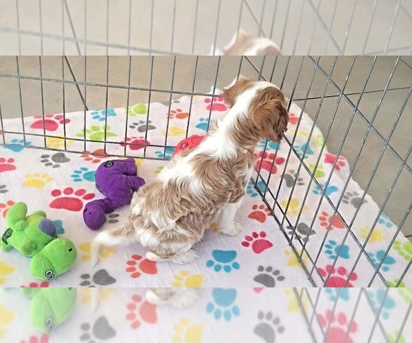 Medium Photo #3 Cavalier King Charles Spaniel Puppy For Sale in ORO VALLEY, AZ, USA