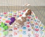 Small #2 Cavalier King Charles Spaniel