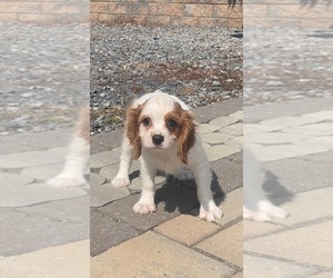 Cavalier King Charles Spaniel Puppy for sale in CANOGA, NY, USA