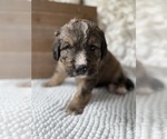Small #19 Bernedoodle