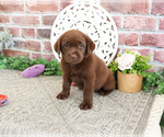 Small #8 Labrador Retriever