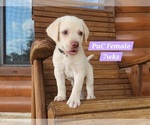 Puppy Yellow PuC Labrador Retriever