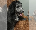 Small Photo #9 Aussiedoodle Puppy For Sale in GRANGER, IN, USA