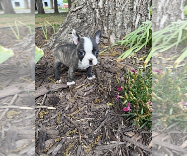 Medium Photo #1 Boston Terrier Puppy For Sale in FREDONIA, KS, USA