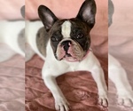 Small Photo #1 French Bulldog Puppy For Sale in DACULA, GA, USA