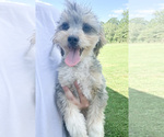 Puppy 2 Aussiedoodle Miniature 