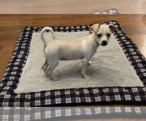 Medium Chihuahua Mix