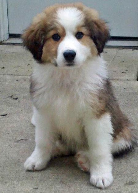 Medium Photo #1 Great Bernese Puppy For Sale in HOPKINSVILLE, KY, USA