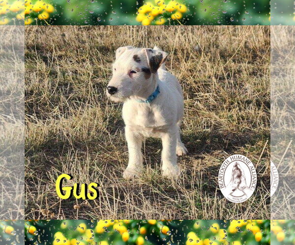 Medium Photo #2 Jack Russell Terrier-Unknown Mix Puppy For Sale in Red Lodge, MT, USA