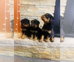 Small #1 Rottweiler
