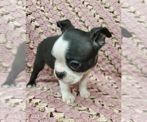 Medium Photo #5 Boston Terrier Puppy For Sale in AFTON, WY, USA