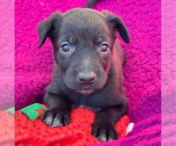 Medium Photo #5 Labrador Retriever-Unknown Mix Puppy For Sale in San Diego, CA, USA
