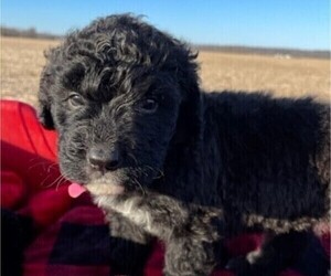 Saint Berdoodle Puppy for sale in BROWNSTOWN, IN, USA