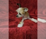 Small Photo #10 Chinese Crested Puppy For Sale in LAKELAND, FL, USA