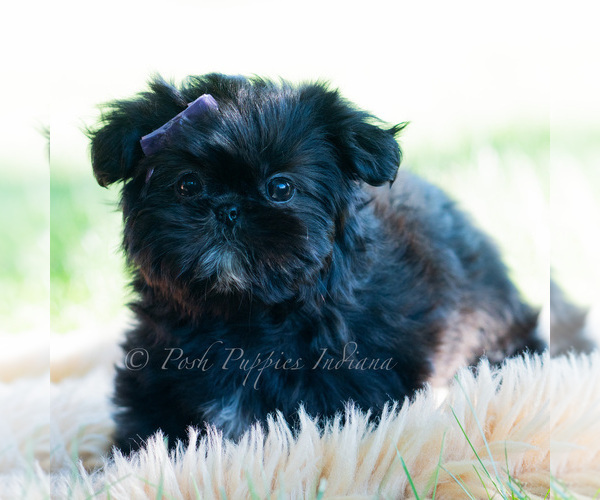 Medium Photo #43 Shih Tzu Puppy For Sale in WARSAW, IN, USA