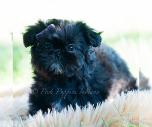 Medium Shih Tzu